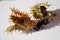 Datura stramonium, Jimson weed, pods and seeds on white background