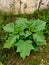 Datura stramonium, known by the common names thorn apple, jimsonweed or devil& x27;s snare, flower