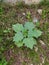 Datura stramonium, known by the common names thorn apple, jimsonweed or devil& x27;s snare, in indian  village