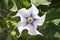 Datura stramonium, known in English as jimsonweed or devil`s snare