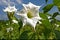 Datura stramonium is a perennial plant with white flowers