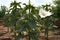 Datura stramonium is a plant with white flowers
