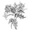Datura stramonium, Thorn apple or Devil`s snare. Hand drawn detailed ink pen botanical illustration, T-shirt print