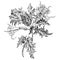 Datura stramonium, Thorn apple or Devil`s snare. Hand drawn detailed vector botanical illustration, T-shirt print, tattoo design
