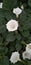 Datura wrightii Regel | Datura innoxia Mill useful tropical plant