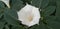 Datura wrightii Regel | Datura innoxia Mill white flower