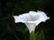 Datura wrightii, Sacred datura flower on dark background, large upright white trumpet shape. Poisonous but very