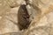 Daubenton`s bat hibernating in a bunker system. Myotis daubentonii.