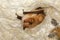 Daubenton`s Bat, myotis daubentoni, Adult Hibernation, Hanging from Cave`s Ceiling, Normandy