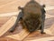 Daubenton& x27;s bat Myotis daubentonii