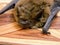 Daubenton& x27;s bat Myotis daubentonii