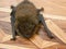 Daubenton's bat Myotis daubentonii