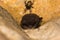 Daubenton\'s bat (Myotis daubentonii) roosting
