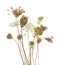 Daucus carota autumn flowering dry wild grasses or herbs isolated on white background.