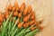 Daucus carota carrot