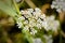 Daucus Carota Flower