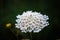 Daucus Carota flower in field