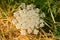 Daucus carota single flower in front of straw