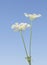 Daucus carota two flowers