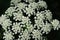 Daucus carota wild carrot, bird`s nest, bishop`s lace,  Queen Anne`s lace flower blossom top view