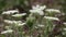 Daucus carota wild carrot white wild plant in nature