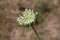 Daucus carota, Wild flower.