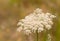 Daucus is a worldwide genus of herbaceous plants of the family Apiaceae of which the best-known species is the cultivated carrot