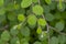 Daun Bidara, Ziziphus mauritiana leaves, known as Indian jujube, Indian plum Chinese date, and Chinese apple