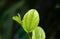 Daun Bidara, Ziziphus mauritiana leaves, in shallow focus, also known as Indian jujube, Indian plum, and Chinese apple