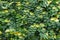 Daun Dolar Rambat, Dollar creepers Ficus pumila are a species of vines originating from the genus Ficus