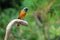 Daurian Redstart