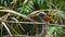 daurian redstart