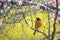 Daurian Redstart