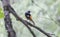 Daurian Redstart  bird