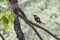 Daurian Redstart  bird
