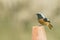 Daurian redstart bird perched on a traffic cone in Taiwan,  animal, nature