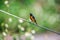 Daurian Redstart in Hong Kong Formal Name: Phoenicurus auroreus, Male