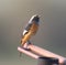 Daurian Redstart on the iron bar