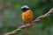 Daurian Redstart (Male) in the wood
