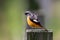 Daurian Redstart Perching on wood