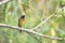 Daurian Redstart ( Taiwan migratory Birds ).