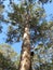 Dave Evans Bicentennial Tree, in Warren National Park, Western Australia