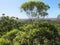 Dave Evans Bicentennial Tree, in Warren National Park, Western Australia