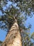 Dave Evans Bicentennial Tree, in Warren National Park, Western Australia