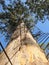 Dave Evans Bicentennial Tree, in Warren National Park, Western Australia