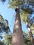 Dave Evans Bicentennial Tree, in Warren National Park, Western Australia