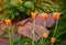 Davenport tulips. Flower tulips background. Beautiful view of red and yellow tulips under sunlight landscape at the middle of spri