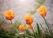 Davenport tulips. Flower tulips background. Beautiful view of red and yellow tulips under sunlight landscape at the middle of spri