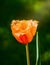 Davenport tulips. Flower tulips background. Beautiful view of red and yellow tulips under sunlight landscape at the middle of spri