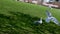 David Lam Park seagulls stroll through a blooming park looking for food flying in the sky against the backdrop of